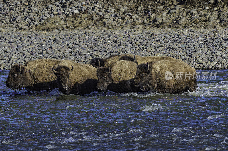 美国野牛或简称野牛(bison bison)，也通常被称为美国水牛或简称水牛，黄石国家公园，怀俄明州。穿过一条河。